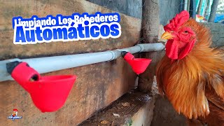 Limpiando y Desinfectando los Bebederos Automáticos de las Gallinas [upl. by Demodena]