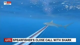 Aussie spearfishing champ has ‘freaky’ encounter with tiger shark off popular beach [upl. by Halonna358]