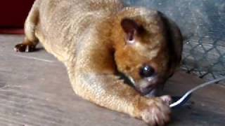 Kinkajou Eating Honey [upl. by Paff]