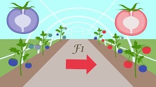 How seed breeding works [upl. by Nostets]