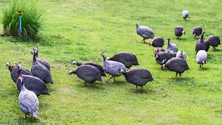 GUINEA FOWL FARMING How to multiply fast for profits farming guineafowlagriculture [upl. by Darleen]