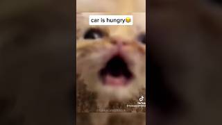 cat kittty cuteanimal cute kittey kitten kitts catlover kitte funnycuteanimal catloveme [upl. by Barbee]