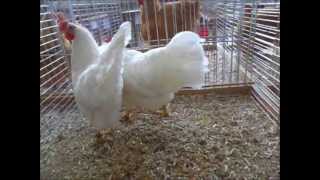 Leghorn Expo Avicole Boncourt 2012 [upl. by Trudi886]