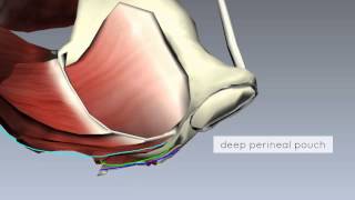 Pelvic Floor Part 2  Perineal Membrane and Deep Perineal Pouch  3D Anatomy Tutorial [upl. by Namrak]