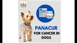 Panacur for Cancer in Dogs │ Dr Nancy Reese QampA [upl. by Nedyarb534]