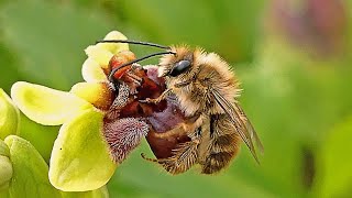 Orchid pollination Bee Eucera Pseudocópula Abelha Orquídea [upl. by Ivetts]