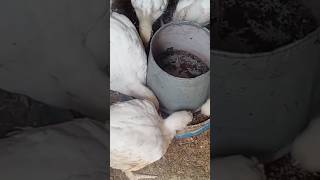 How I make more profit in poultry farming chicken poultry blacksoldierfly farming [upl. by Letha]