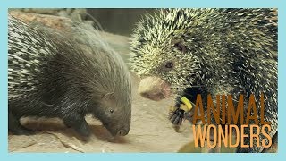 Our Two Porcupines Kemosabe amp Kizmit [upl. by Hillary]