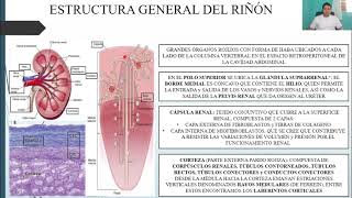 HISTOLOGÍA APARATO URINARIO [upl. by Adaminah]