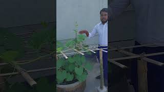 rosebush garden roseflower plants viralvideoシ growroseincinder farming roseplantgrowth [upl. by Ahtiuqal875]