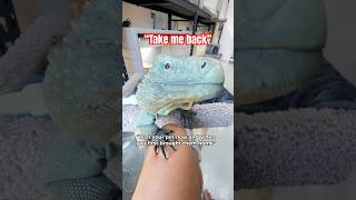 THAT ESCALATED QUICKLY pets reptiles iguana [upl. by Aschim289]