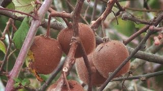 Planta de Kiwi  Actinidia Deliciosa  Cultivo de Kiwi [upl. by Akimit]