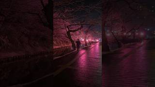 Winter Cherry Blossom Light Up at Hirosaki Castle Aomori🇯🇵❄️🌸 japanlife cherryblossom [upl. by Coheman372]