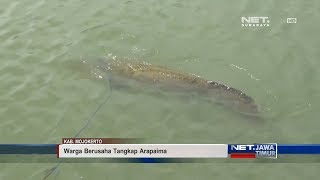 Pelepasan Ikan Arapaima Gigas Viral Di Medsos  NET JATIM [upl. by Allesig]