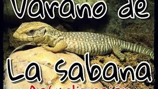 Actualización de mi varano de la sabana  Varanus Exanthematicus [upl. by Eppesiug357]