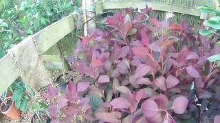 Cotinus coggygria Grace at Big Plant Nursery in West Sussex UK [upl. by Maida419]