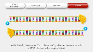 Animated conventional PCR procedure — OPERON [upl. by Naibaf]