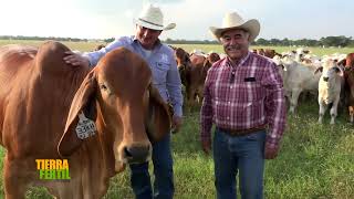 Tierra Fértil Tv Ganado de la raza Brahman desde Houston Texas  100623 [upl. by Loni]