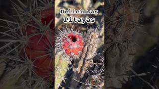 Pitayas del monte de San Quintín SanQuintin youtubeshorts viralvideo nature naturaleza [upl. by Rolph889]