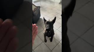 Dressage bergerhollandais chien malinois puppy youtubeshorts animaux doglife dressage [upl. by Ahtnama749]