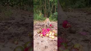 Fruit Monkey monkey hanuman cute shorts animals subscribe shortvideo [upl. by Esiole]