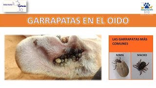 ¿COMO SACAR LA GARRAPATA DEL OÍDO A MI PERRITO [upl. by Nrol]