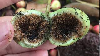 Fig wasps emerging from Ficus variegata 1 March 2017 [upl. by Ailisab]