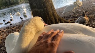 New Swan 🦢 comes for petting so cute 🥰 [upl. by Juta]