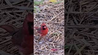 Watch Red Northern Cardinal birds nature cardinalbird [upl. by Forsyth421]