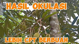 INI BUKTI NYATA HASIL OKULASI LEBIH CEPET BERBUAH [upl. by Drannel]