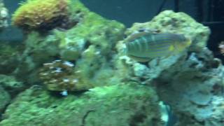 melanurus wrasse swimming around [upl. by Nadnerb]