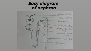 Easy structure of nephron nephron diagram structureofnephron labelledstructre easystructures [upl. by Hachmin140]