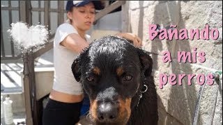 BAÑANDO A ROTTWEILERSCOMO BAÑAR A UN PERRO [upl. by Nichole84]