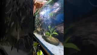 RELEASE THE CORYS 🐟🐟🐟 aquarium corydoras fish [upl. by Jan]