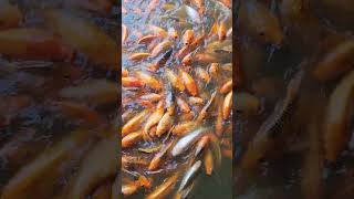 Carpas Koi🐟 fishing fish koi koifish peces acuario [upl. by Noonan]