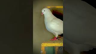 Hera Aseel Pigeon Kabootar Parwazi Pigeonlovers [upl. by Auvil]