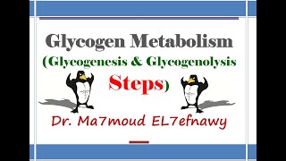 Glycogen Metabolism 1 Dr Ma7moud El 7efnawy [upl. by Reivaz23]