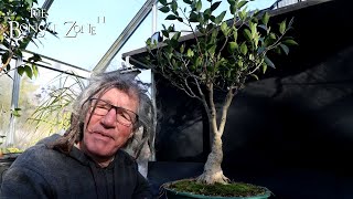 Pruning My Ficus microcarpa Plain The Bonsai Zone Nov 2024 [upl. by Deidre]