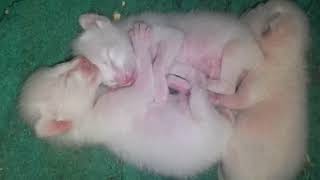 2 DAY OLD BABY SIAMESE KITTENS [upl. by Rorke]