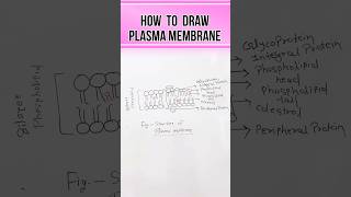 Plasma membrane structure and function 🦠  shorts shortvideo youtubeshorts shortsfeed drawing [upl. by Medin]