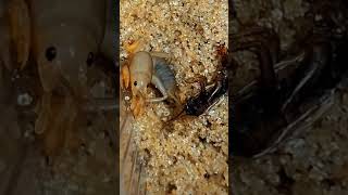 Mole cricket insects [upl. by Nnov]