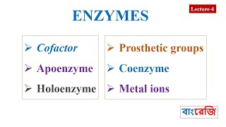 Cofactors Apoenzyme Holoenzyme Prosthetic groups Coenzyme [upl. by Teews581]