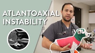 What is Atlantoaxial Instability in Dogs  Southeast Veterinary Neurology [upl. by Politi]