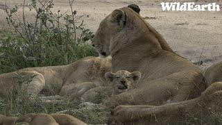 WildEarth  Sunrise Safari  15 May 2023 [upl. by Yemerej]