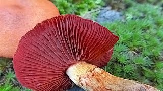 Cortinarius semisanguineus  POLUKRVNA KOPRENKA [upl. by Delcine]