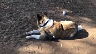 The largest and most calm Akita I have ever met 170lbs and non aggressive omg [upl. by Alduino]