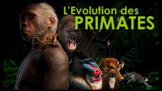 Lévolution de notre lignée des lémuriens aux humains [upl. by Enyaht]