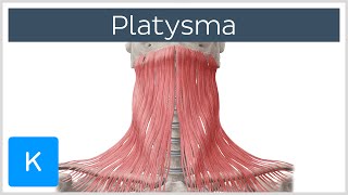 Platysma muscle  Origin Insertion Innervation amp Function  Human Anatomy  Kenhub [upl. by Euqininod264]