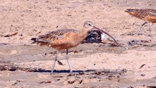 Longbilled Curlew [upl. by Chastity]