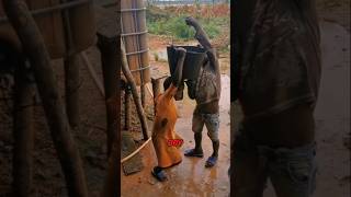 Strong little girl carrying bucket water 💪 [upl. by Amaryl]